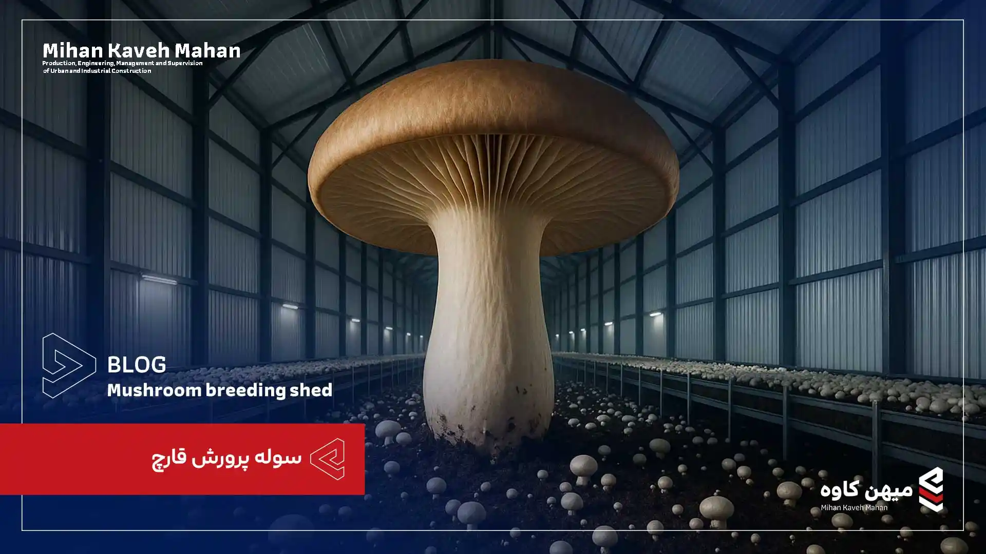 سوله پرورش قارچ